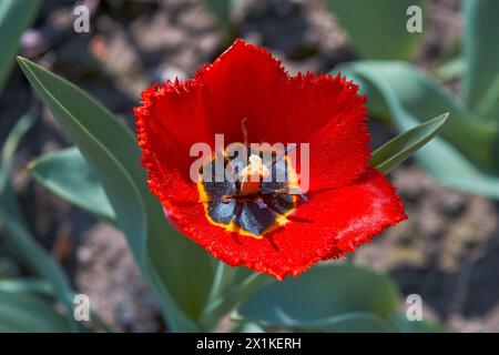 Red tulip close-up top view tulip core with stamens close-up. Stock Photo
