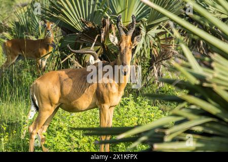 Jackson's hartebeest in the Murchison Falls National Park, Uganda Stock Photo