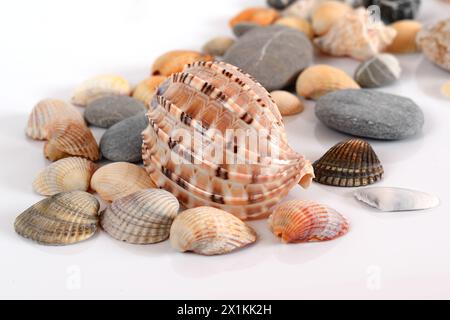 Various shells and pebbles on light background Stock Photo