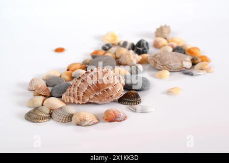 Various shells and pebbles on light background Stock Photo