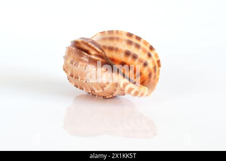 Harpa major shell on light background Stock Photo