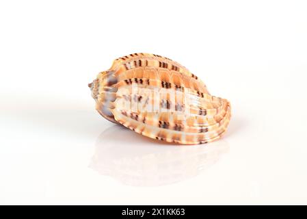 Harpa major shell on light background Stock Photo