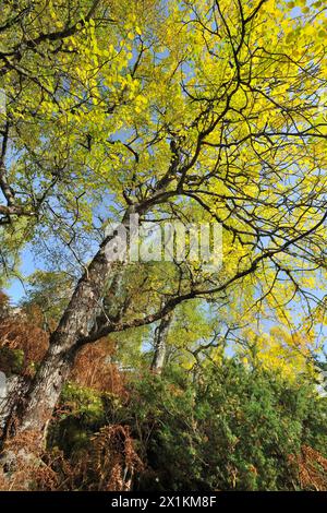 Aspen (Populus tremula) stand of trees with leaves changing into autumnal colours, Glen Affric National Nature Reserve, Inverness-shire, Scotland. Stock Photo