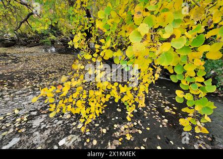 Aspen (Populus tremula) tree growing beside stream with leaves changing into autumnal colours, Glen Strathfarrar, Inverness-shire, Scotland, October Stock Photo