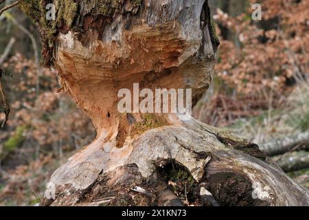 European Beaver (Castor fiber) mature alder tree (Alnus glutinosa) in the process of being incrementally felled by beavers, Perthshire Stock Photo