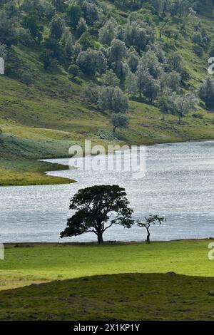 Glen Strathfarrar, silhouette of alder trees (Alnus glutinosa) against Loch Beannacharan, Glen Strathfarrar, Inverness-shire, Scotland, August Stock Photo