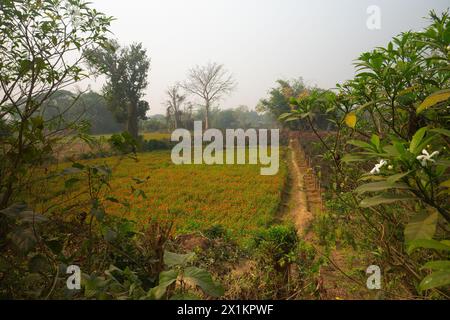 Vast field of orange marigold and other flowers at valley of flowers, Khirai, West Bengal, India. Flowers are harvested here for sale. Stock Photo