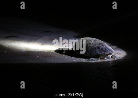 Green turtle lays eggs on the beach of Ras Al Jinz in Oman Stock Photo