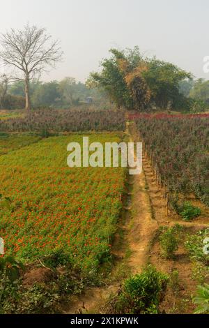 Vast field of orange marigold and other flowers at valley of flowers, Khirai, West Bengal, India. Flowers are harvested here for sale. Stock Photo