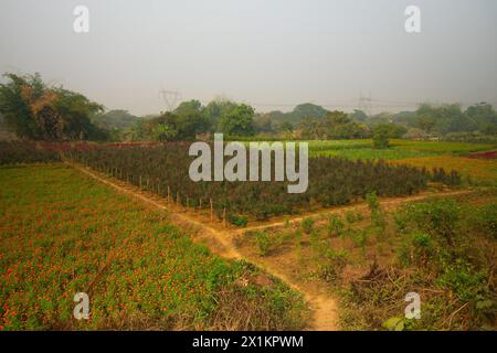 Rose, woody perennial flowering plant of the genus Rosa, family Rosaceae, being harvested in vast field at Khirai, West Bengal, India. Once grown up, Stock Photo