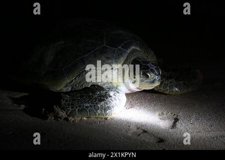 Green turtle lays eggs on the beach of Ras Al Jinz in Oman Stock Photo