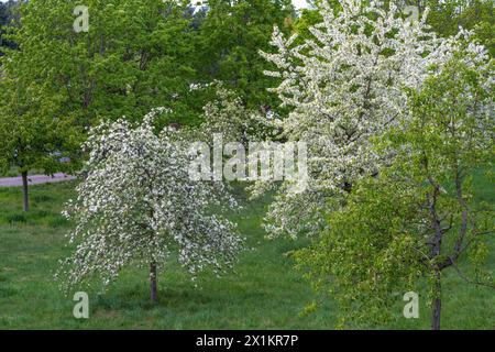 A white apple blossom tree (malus) and a white cherry blossom tree (prunus) in full bloom during Spring in a green place in Berlin, Germany, Europe Stock Photo