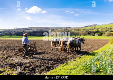 Farmer ploughing a field with heavy horses, Weald & Downland Living Museum, West Sussex, England Stock Photo