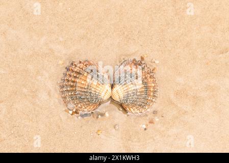 Cockle shell on the seashore Stock Photo