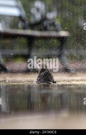 Bird playing in a puddle of water on the street Stock Photo