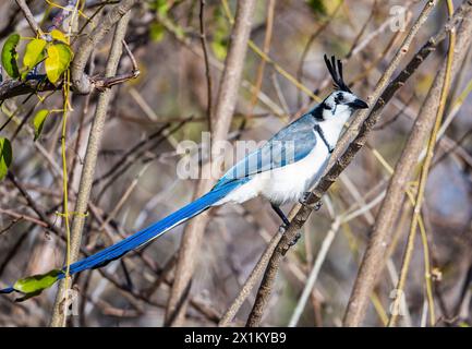 A White-throated Magpie-Jay (Calocitta formosa) perched on a branch. Oaxaca, Mexico. Stock Photo