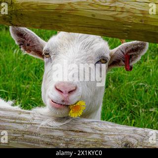 White domestic Saanen goat with dandelion flower in the corner of her mouth on a farm in Berkshire UK Stock Photo