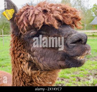 Brown Alpaca smiling for the camera on a Berkshire farm UK Stock Photo