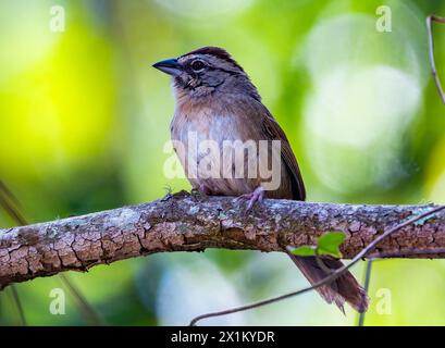 A Rusty Sparrow (Aimophila rufescens) perched on a branch. Oaxaca, Mexico. Stock Photo