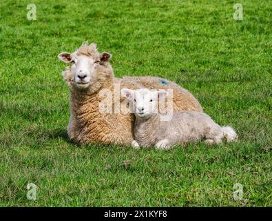 White-faced ewe and her week old lamb cuddling up in a Somerset field in early spring UK Stock Photo