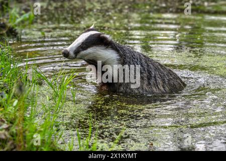 European badger / Eurasian badger (Meles meles) female bathing in shallow water of pond in forest at dusk Stock Photo