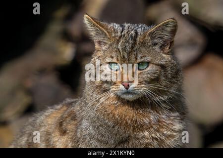 European wildcat / wild cat (Felis silvestris silvestris) close-up portrait in front of wood pile in forest Stock Photo