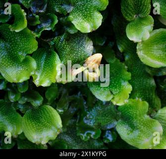 Snakeskin or Great Scented Liverwort Conocephalum conicum with conical sporangium growing on a rock in a Somerset stream UK Stock Photo