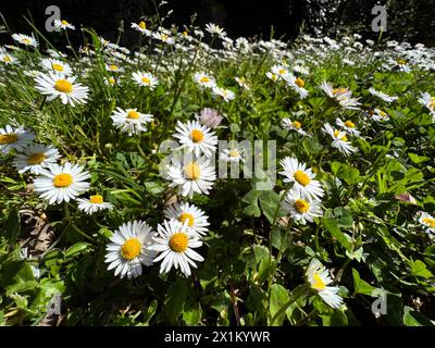 Some beautiful daisies in the grass. Closeup of some daisies among the green spring grass Stock Photo