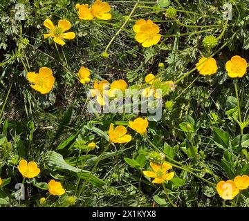 Seamless pattern with yellow flowers in the grass. Top view of a grass field with yellow flowers Stock Photo