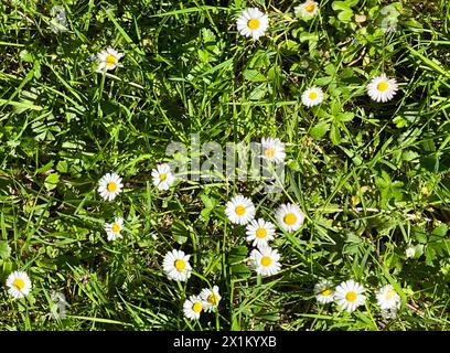 Seamless pattern with some daisies in the grass. Top view of a grass field with daisies Stock Photo