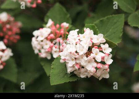 Viburnum carlesii. Viburnum bush with small pink and white flowers. Snowball viburnum flowers, close-up with selective focus. Korean spicy viburnum Stock Photo