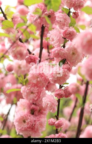 Prunus Triloba Plena. Beautiful Pink Flowers On A Bush Branch Close-up 