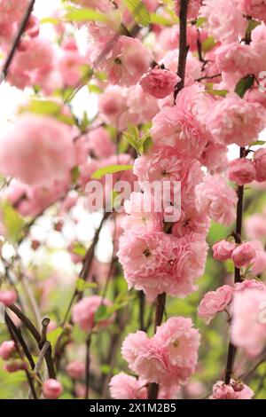 Prunus Triloba Plena. Beautiful Pink Flowers On A Bush Branch Close-up 