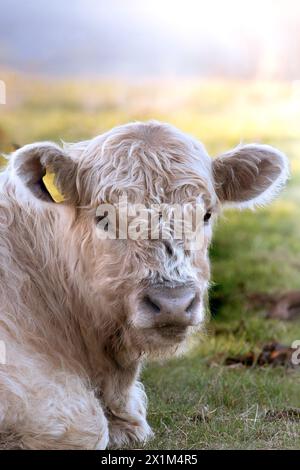 galloway calf portrait in the beautiful colours of sunset Stock Photo