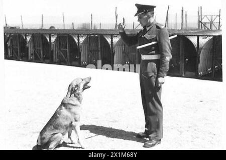 THESE PHOTOGRAPHS ARE TO ILLUSTRATE OBSERVER STORIES BY CAPT. SHEARER - SSM T.Tilbrook of 'The Kennels' Wilton, Salisbury teaching discipline to police dog 'Jack'. Observer Story No. 81, British Army Stock Photo