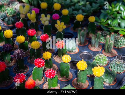 Assortment of small cacti in a nursery Stock Photo