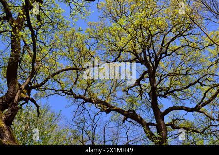 Norway maple trees in springtime Stock Photo