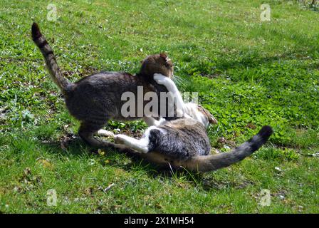Two cats fighting in the grass Stock Photo
