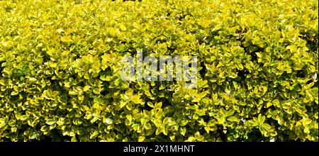 Evergreen spindle background. Golden Japanese Euonymus Stock Photo
