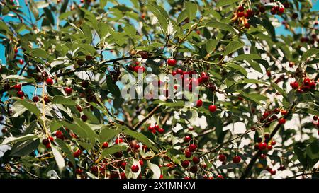 A vibrant image capturing ripe cherries hanging from branches, surrounded by lush green leaves under a bright sky. It evokes a fresh and natural mood, Stock Photo