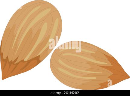 Almonds vector illustration Stock Vector