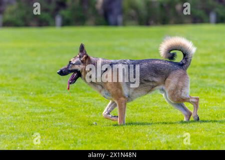 German shepherd running for a small ball Stock Photo