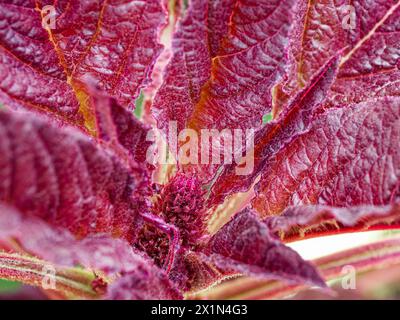 Close-up capturing the intricate patterns on reddish leaves. Stock Photo