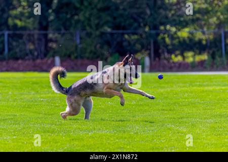 German shepherd running for a small ball Stock Photo