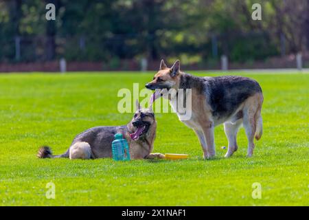 German shepherd running for a small ball Stock Photo