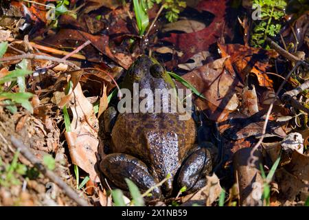 The American bullfrog (Lithobates catesbeianus), often simply known as the bullfrog in Canada and the United States, is a large true frog native to ea Stock Photo