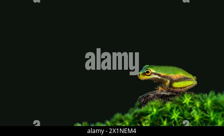 A macro close-up of a tiny green frog sitting on a rock surrounded by moss,side-view, dark green background, minimalism, copy space, negative space, Stock Photo