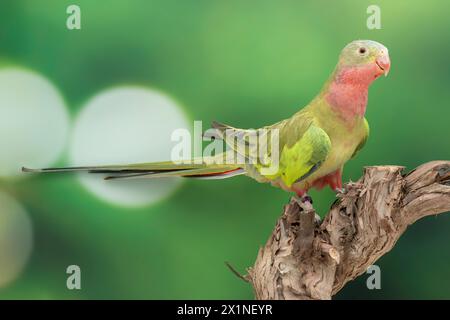 princess parrot, Polytelis alexandrae Stock Photo