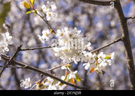 Cherry blossom. Blooming cherry tree in spring. Sunny day in fruit orchard Stock Photo