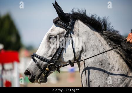 White horse head during equestrian jumping show. Animal harness on thoroughbred horse Stock Photo